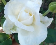 Significado da Rosa Branca na Macumba (3)