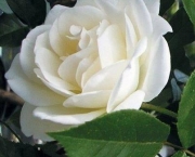 Significado da Rosa Branca na Macumba (5)