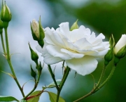 Significado da Rosa Branca na Macumba (9)