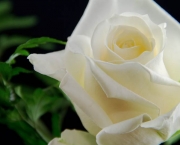 Significado da Rosa Branca na Macumba (10)