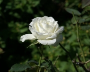 Significado da Rosa Branca na Macumba (12)