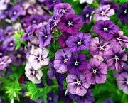 violetas-6