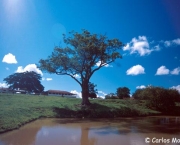 Árvores Para a Beira De Rios (1)