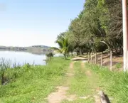 Árvores Para a Beira De Rios (16)