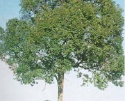 Árvores Para a Beira De Rios (18)