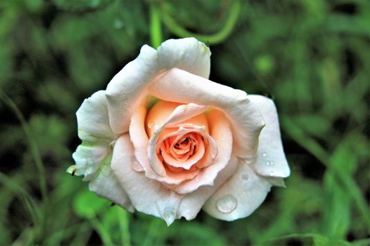 Rosa Natural do Jardim