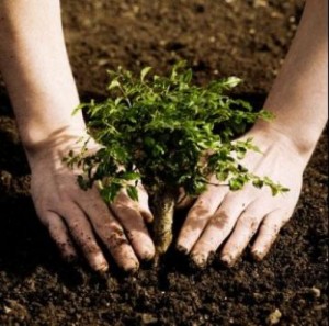 Como Plantar uma Árvore