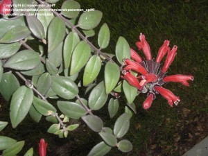 Planta-Batom (Aeschynanthus Pulcher)
