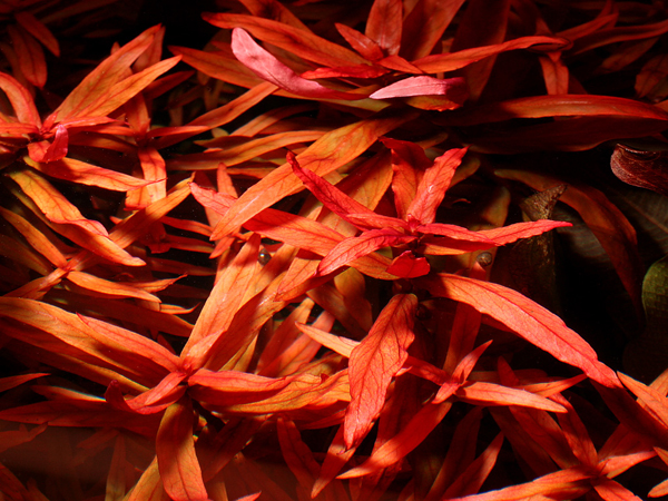 Amânia Rosada (Ammannia gracilis)
