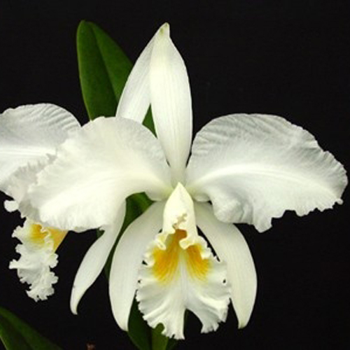 Orquídea Cattleya Mossiae