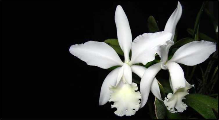 Orquídea Cattleya Julio Conceição