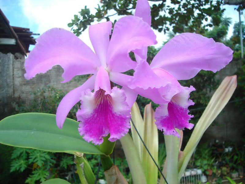 Orquídea Cattleya Labiata