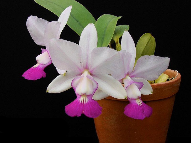Orquídea Cattleya Walkeriana