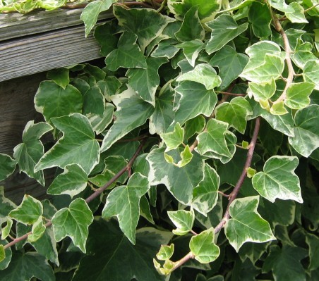 Planta Ivy
