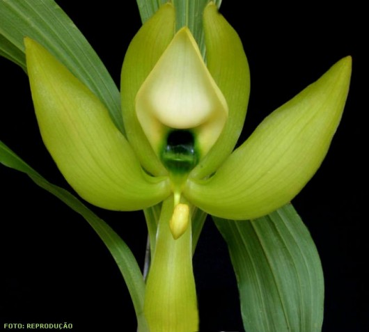 Orquídea Cycnoches chlorochilon Klotzsch