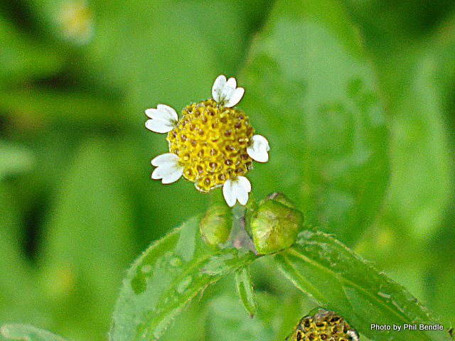 Galinsoga Parviflora, a Menor Flor do Mundo
