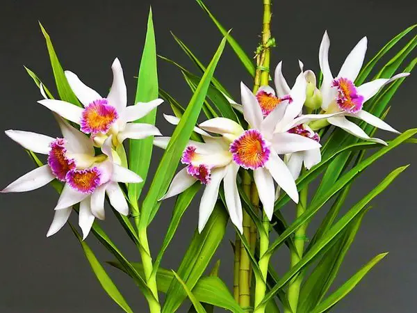 Orquídea Thunia Brymeriana