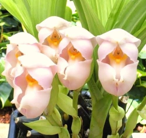 Orquídea Tulipa