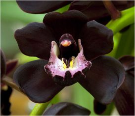Foto de uma Orquídea Negra