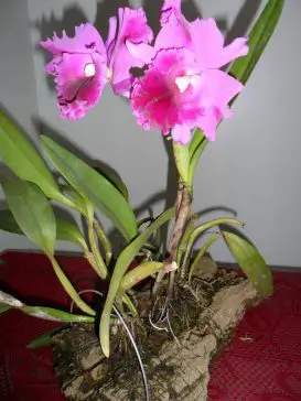Orquídeas Em Casca De Peroba