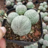 Planta Euphorbia Obesa Caracter Sticas E Fotos Flores Cultura Mix