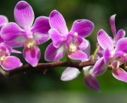 As Espécies de Orquídeas Mais Famosas (1)