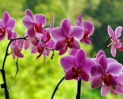 As Espécies de Orquídeas Mais Famosas (2)