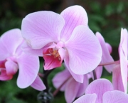 As Espécies de Orquídeas Mais Famosas (3)