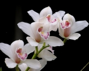As Espécies de Orquídeas Mais Famosas (4)