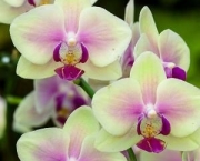 As Espécies de Orquídeas Mais Famosas (5)