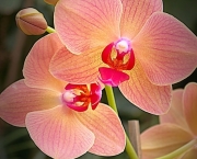 As Espécies de Orquídeas Mais Famosas (6)