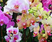 As Espécies de Orquídeas Mais Famosas (7)