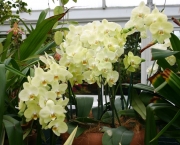 As Espécies de Orquídeas Mais Famosas (8)