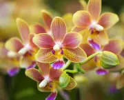 Pink Yellow Spotted Orchids Hong Kong Flower Market