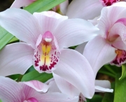 As Espécies de Orquídeas Mais Famosas (11)