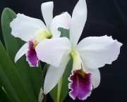 As Espécies de Orquídeas Mais Famosas (12)