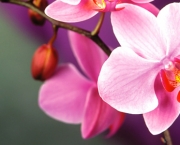 As Espécies de Orquídeas Mais Famosas (13)