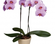 As Espécies de Orquídeas Mais Famosas (14)