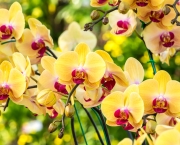 As Espécies de Orquídeas Mais Famosas (15)