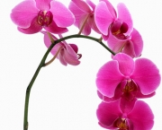 As Espécies de Orquídeas Mais Famosas (16)