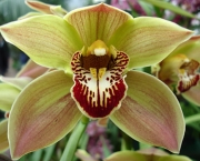 As Espécies de Orquídeas Mais Famosas (17)