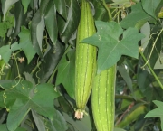 Bucha ou Esponja Vegetal (17)