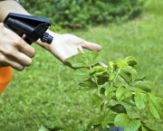 Como Combater Pragas das Plantas (5)