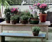 Como Compor Um Jardim de Vasos (1)