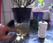 Como Deixar as Plantas Sempre Hidratadas (9)