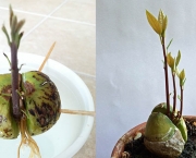Como Plantar Abacate (2)