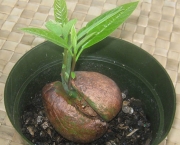 Como Plantar Abacate (3)