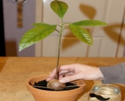 Como Plantar Abacate (10)