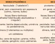 Monocotiledôneas e Dicotiledôneas (1)