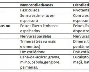 Monocotiledôneas e Dicotiledôneas (4)